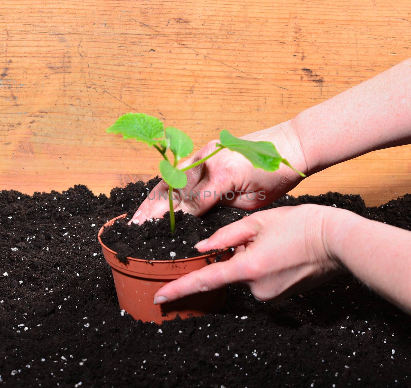 Gardener Hands Plants Earth