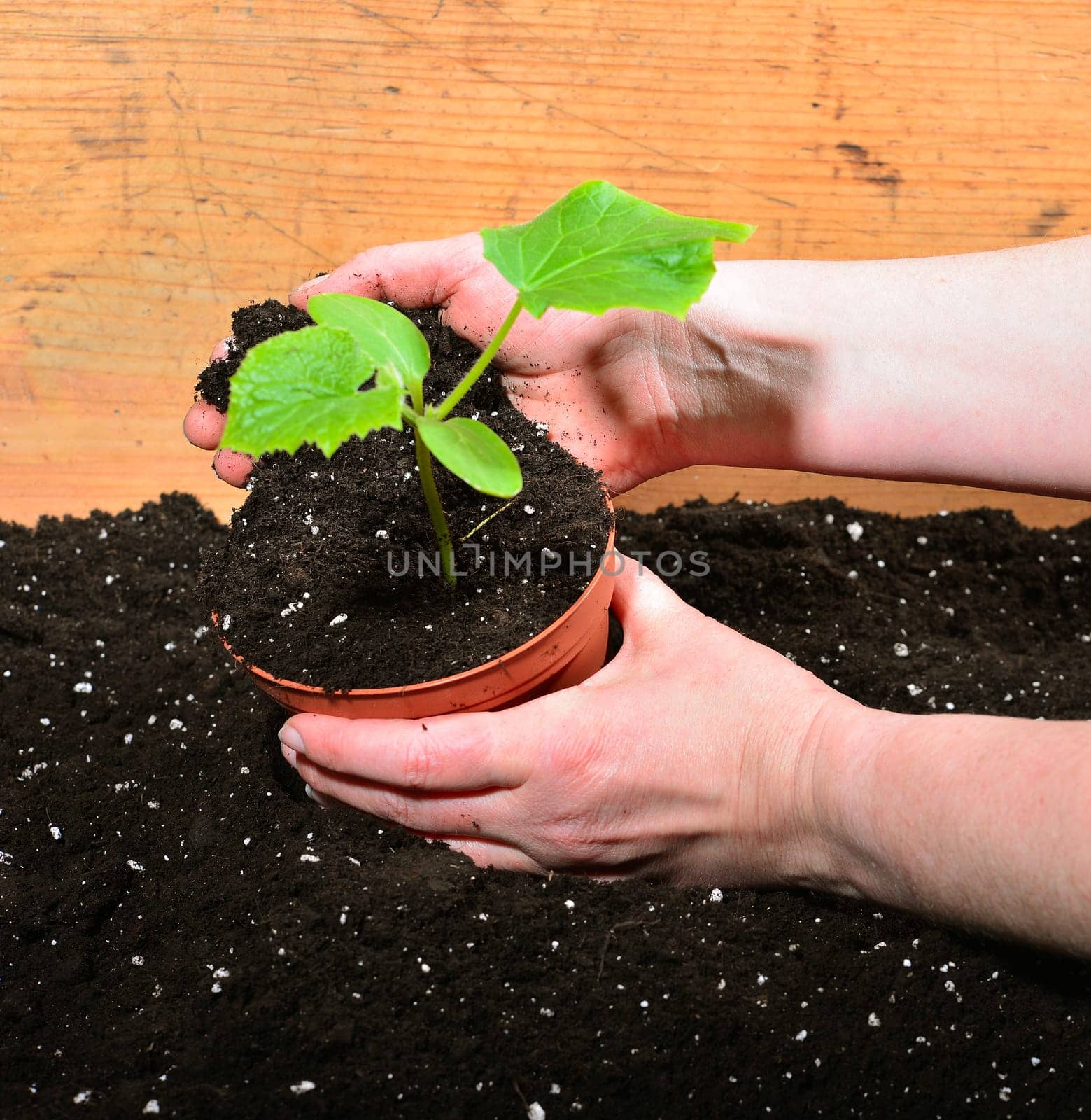 Gardener Hands Plants Earth