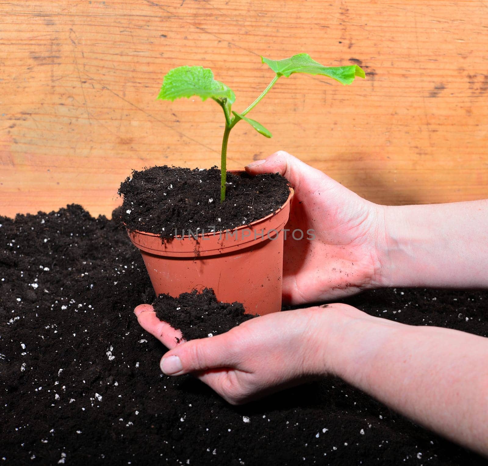 Gardener Hands Plants Earth