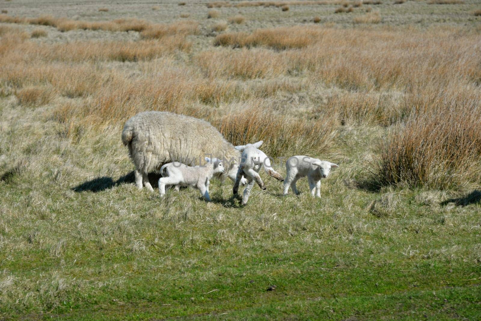 Sheep