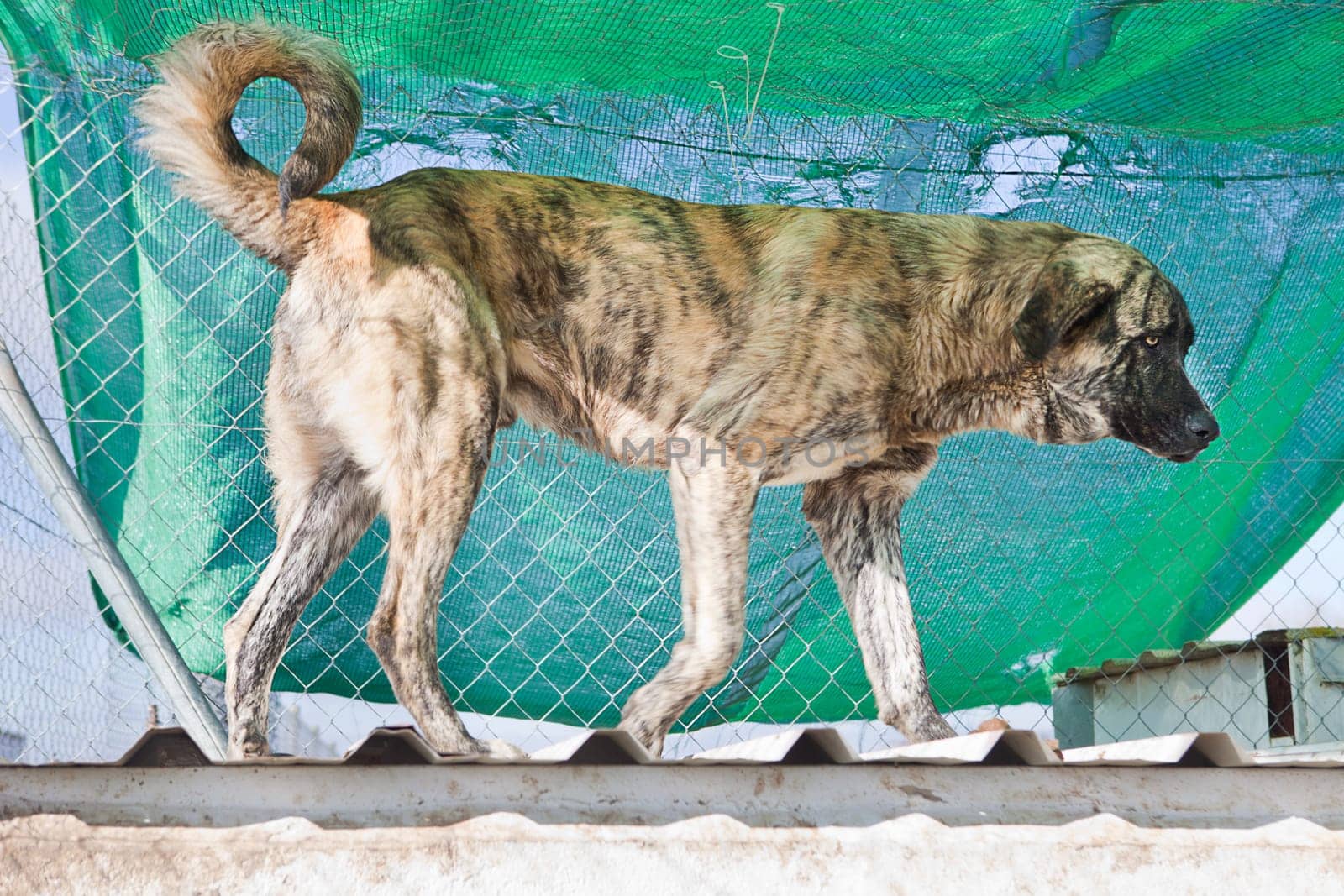 Striped Spanish mastiff dog on a country state, Badajoz, Spain