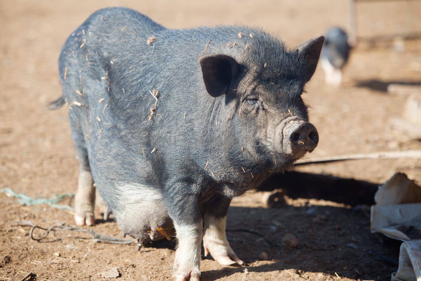 Vietnamese Pot-bellied female pig on the organic farm