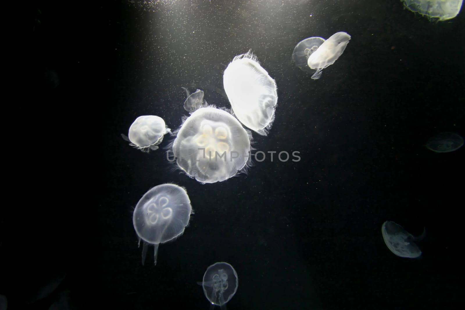 Jellyfish swimming in a tank, white in color