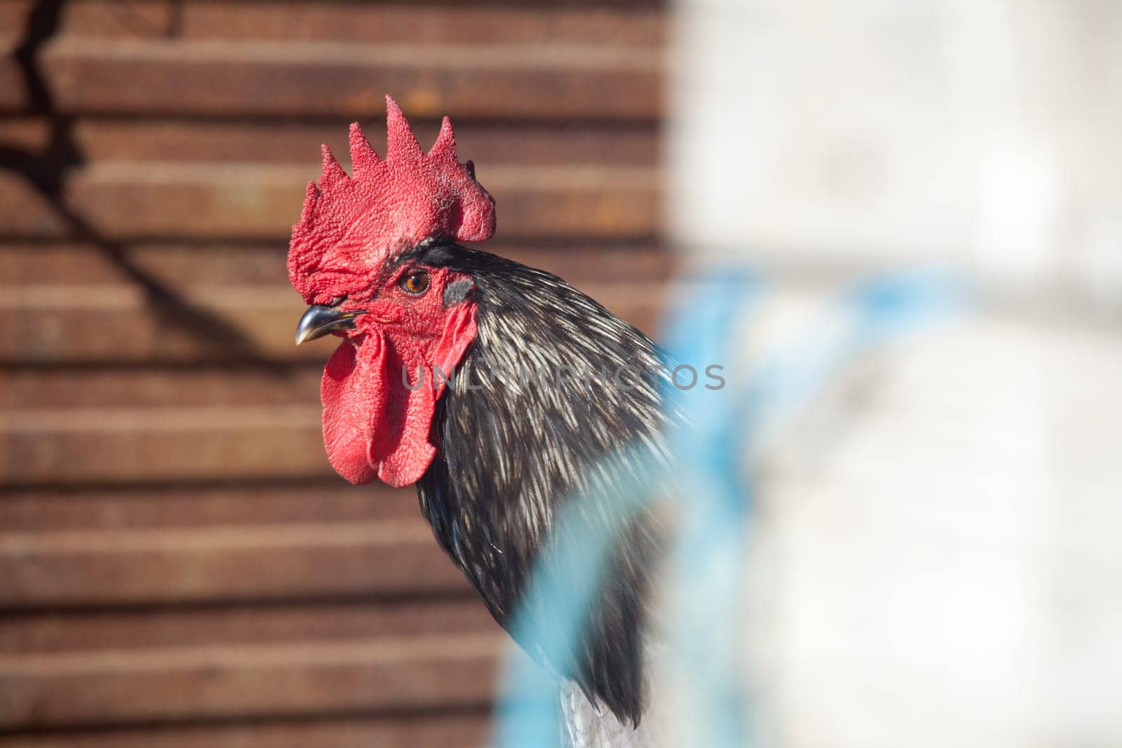 Rooster portrait on a free range farm, Spain
