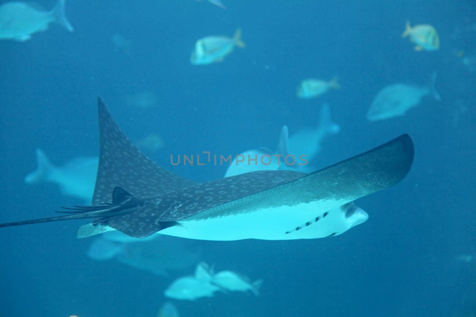 A stingray swimming through the water with fish behind