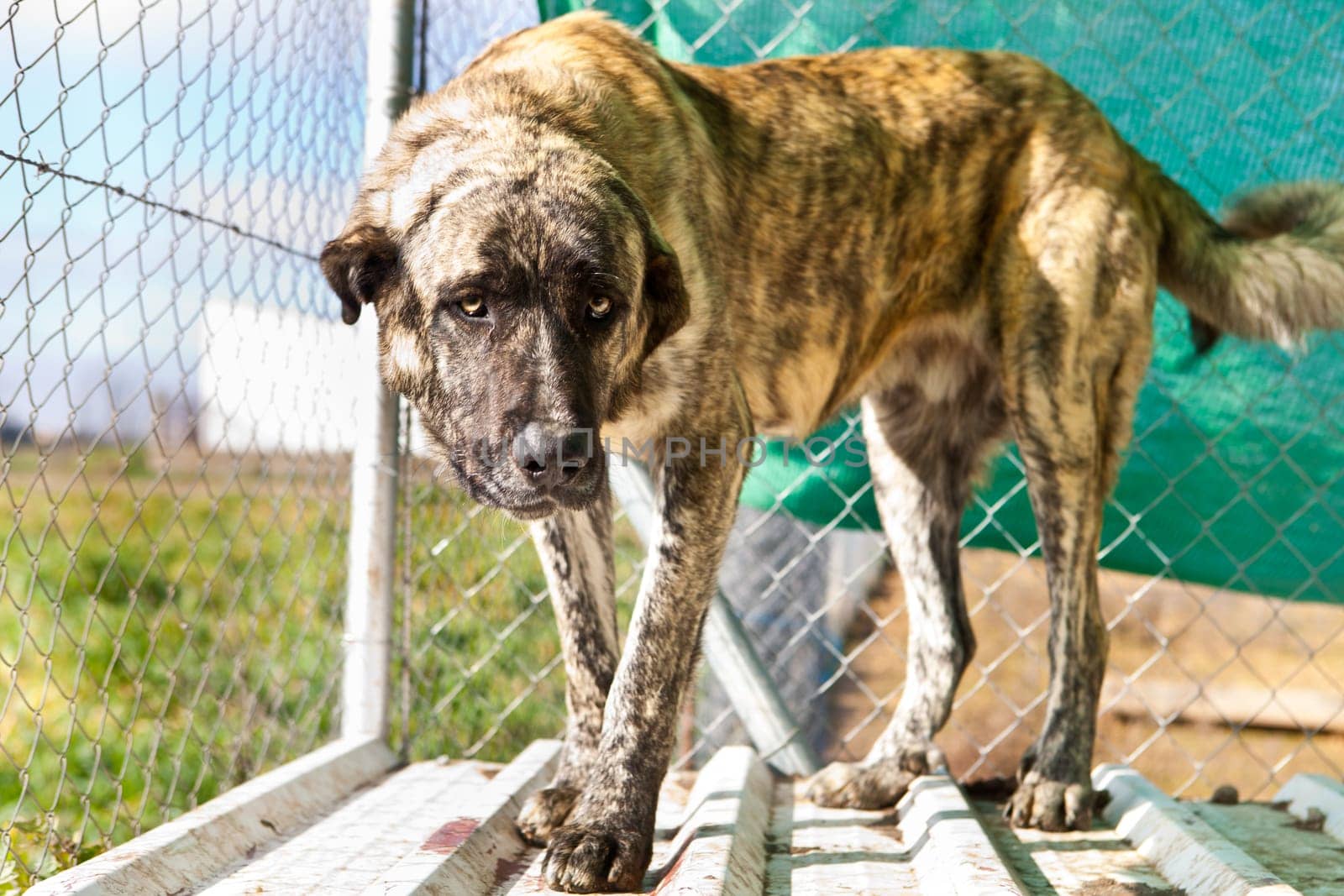 Striped Spanish mastiff dog on a country state, Badajoz, Spain
