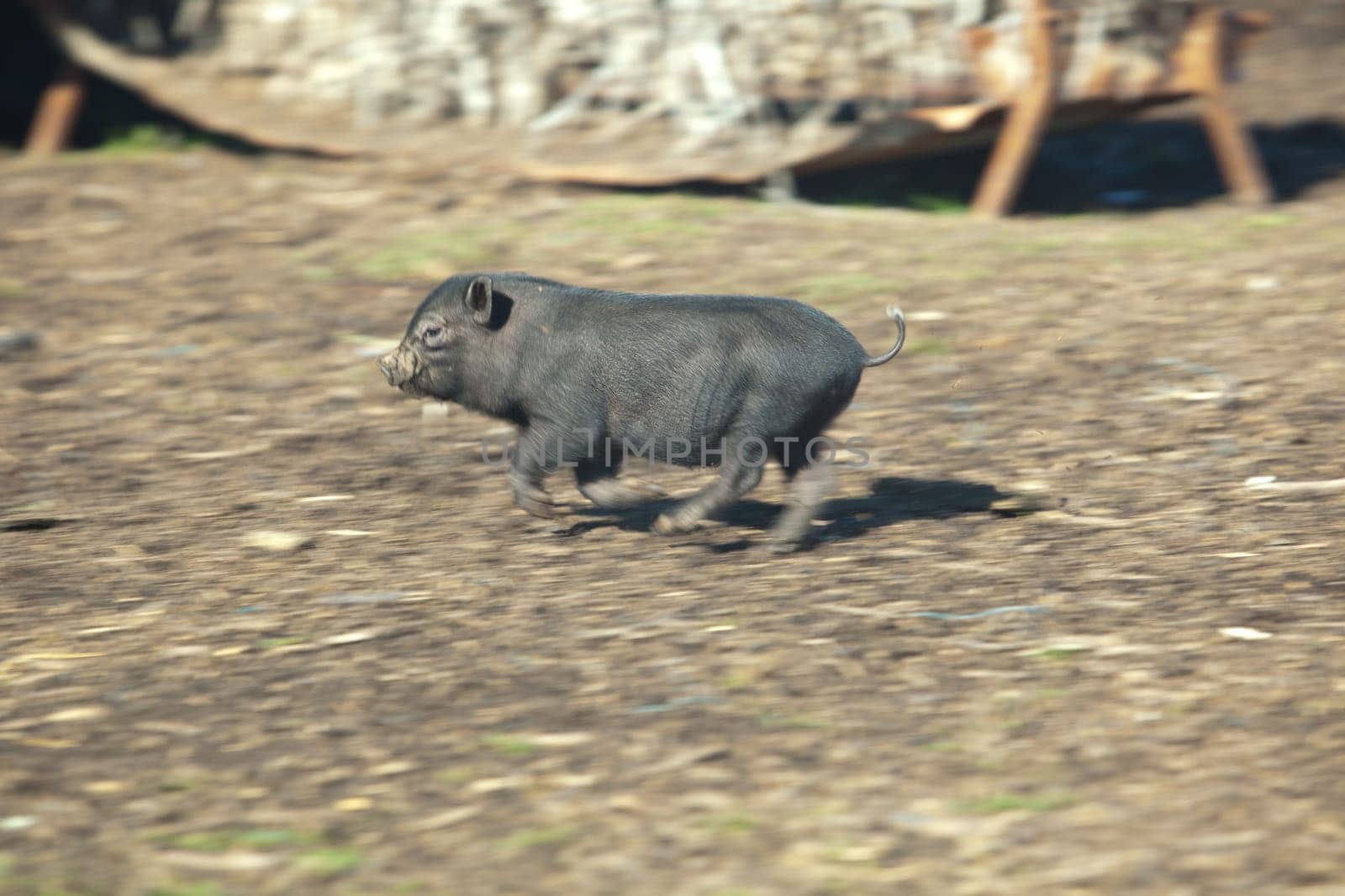 Running free vietnamese piglets on traditional farm. Motion blur