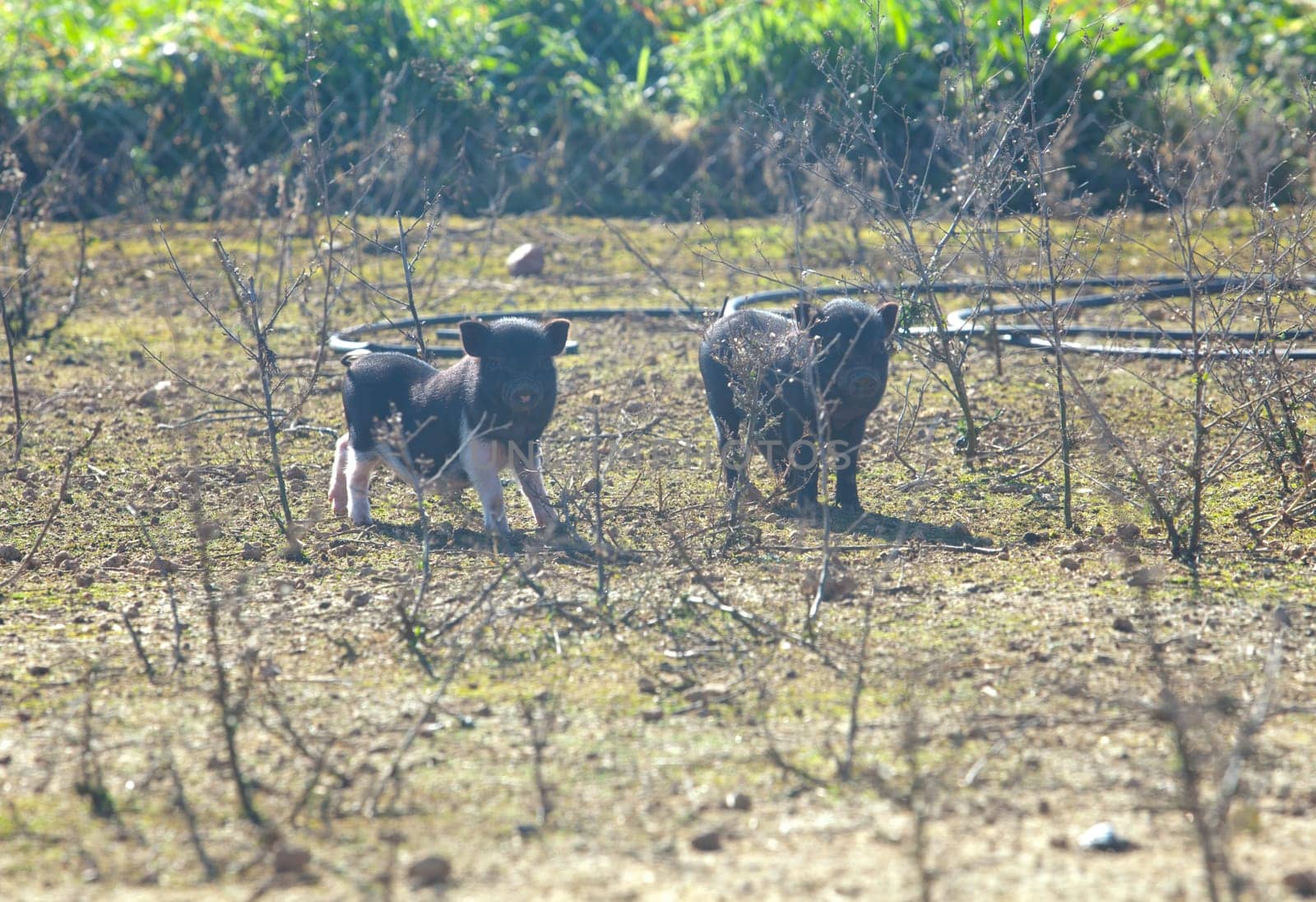 Two living free vietnamese piglets on traditional farm