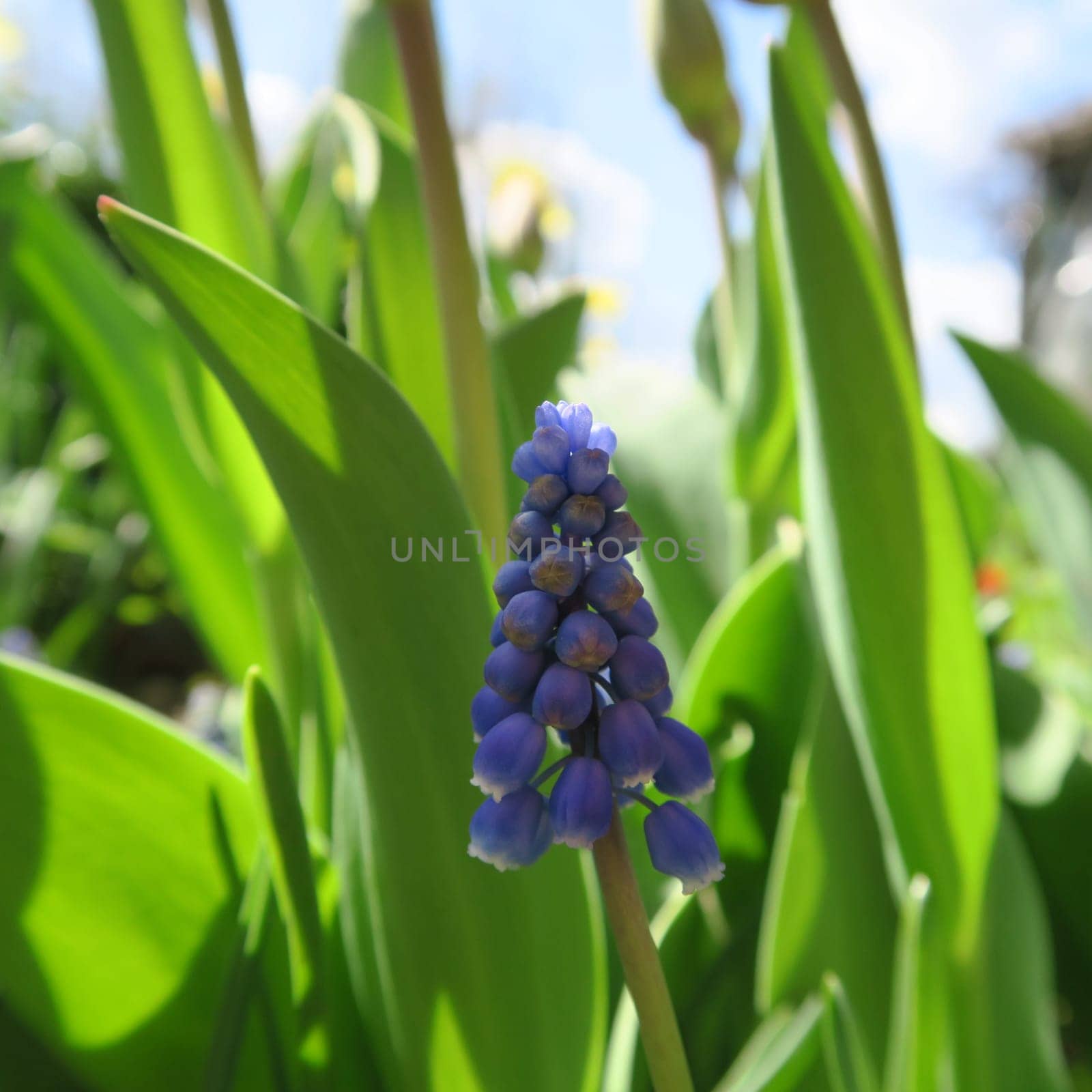 Hyacinthus, in the color blue flowers in spring