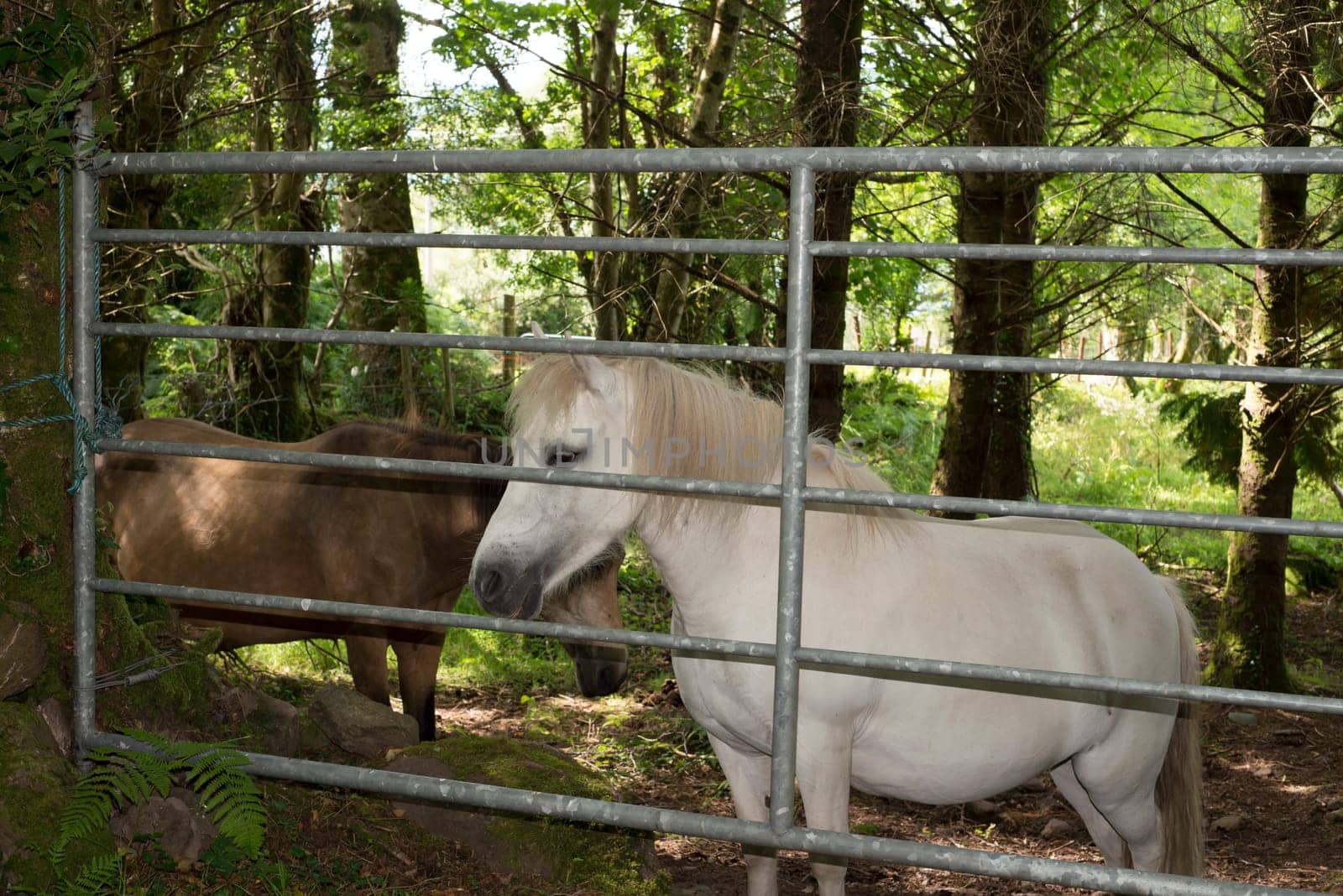 brown and a white pony behind a gate in an irish wood