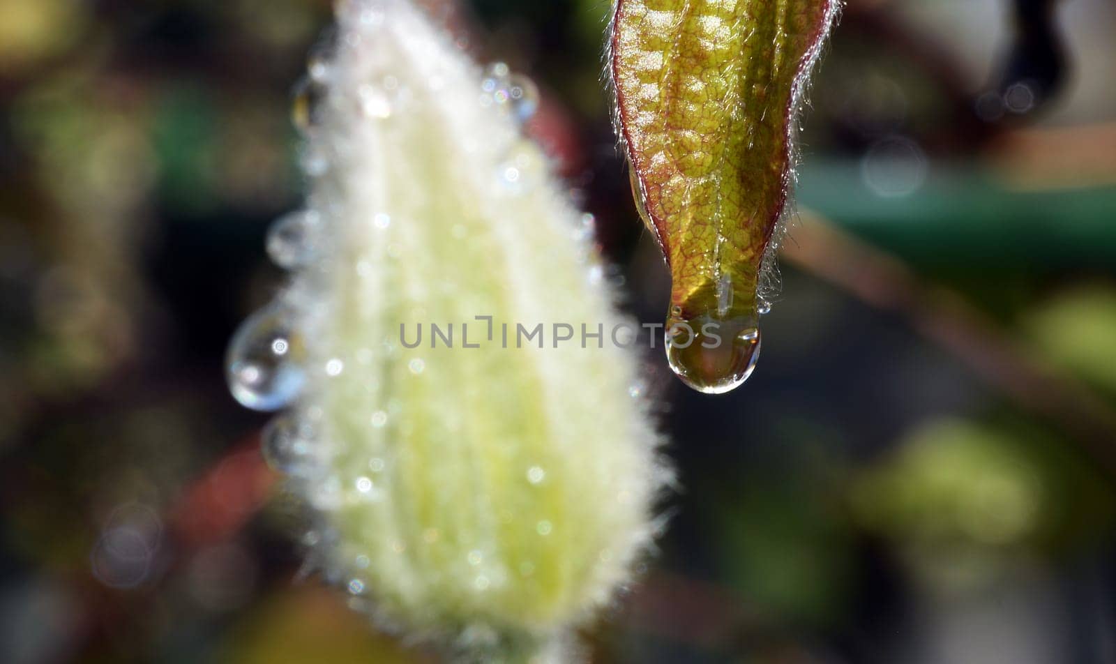 Water drops at a leaf tip