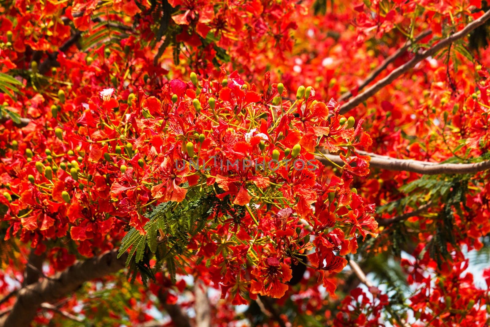 Flame tree in bloom,plant species of carob with red flower