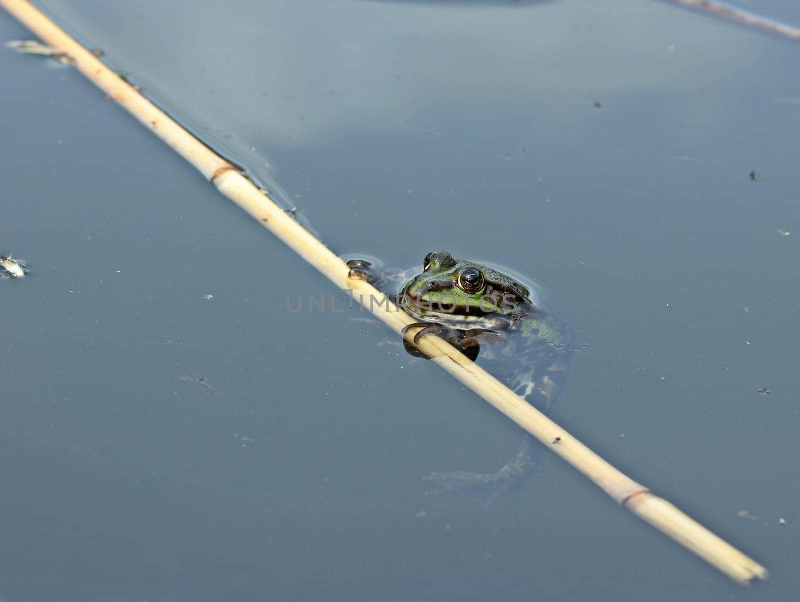 Pond frog in the water
