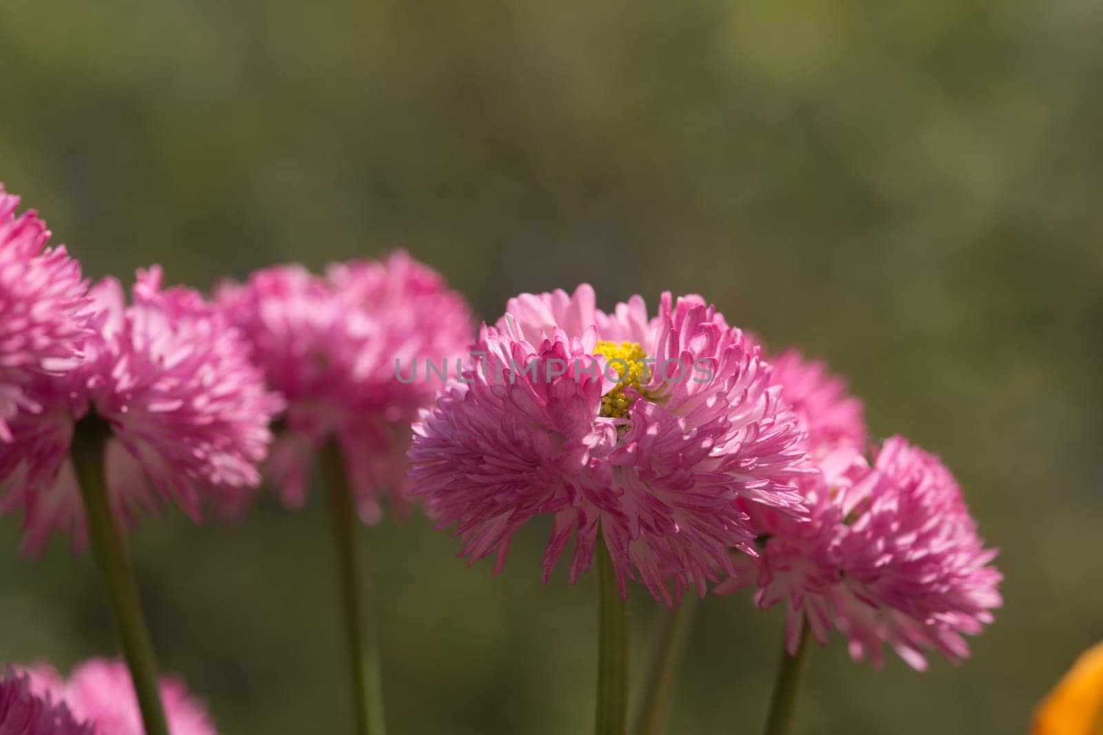 Pink ice flowers in the sun in the bed