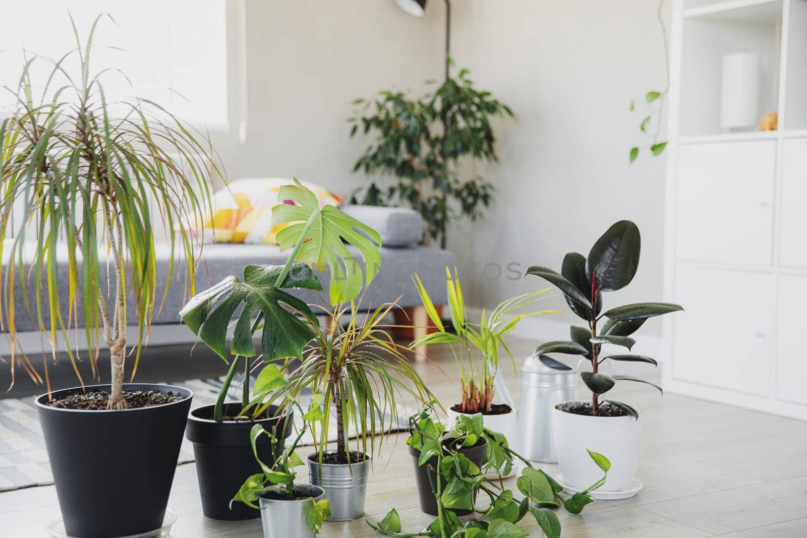 Collection of various tropical green plants in different pots. Home gardening, greenery composition, flowerpots in interior design, hobby concept. Modern living room indoor with scandinavian interior