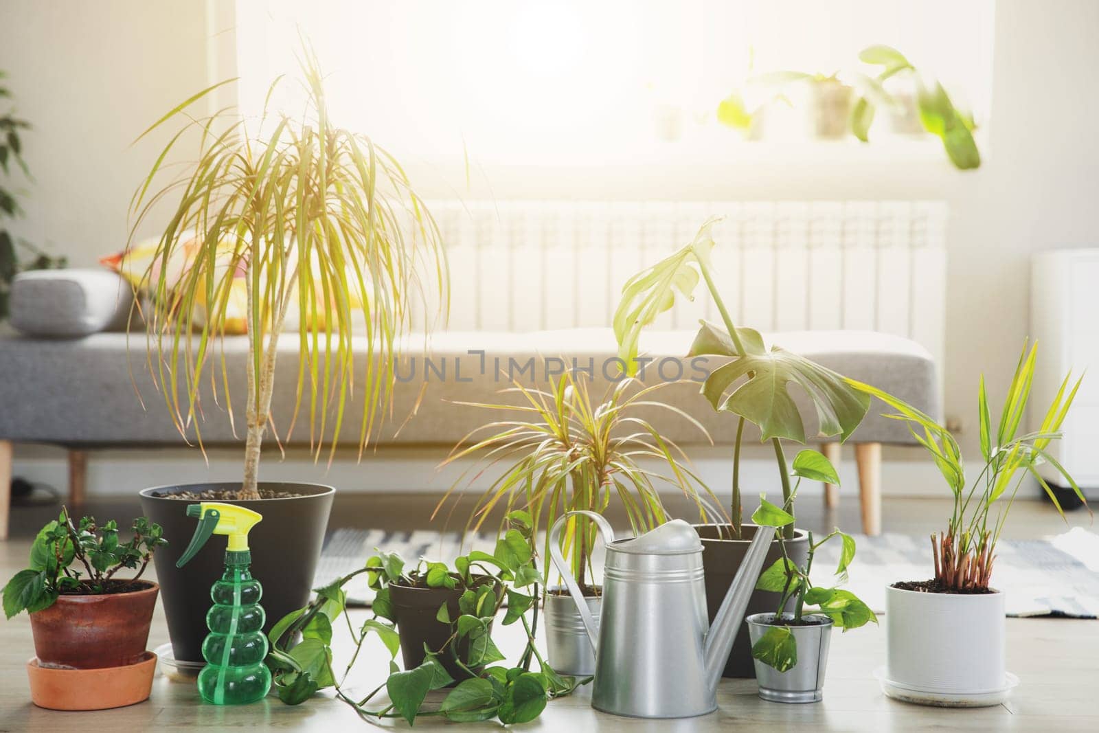 Collection of various tropical green plants in different pots on gray background. Sunligt from window. Home gardening, greenery composition, flowerpots in interior design decorations, hobby concept