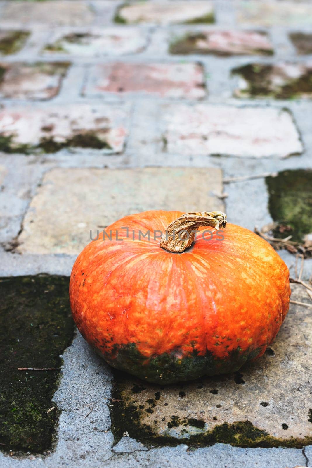 Orange pumpkin in the yard. Seasonal concept.