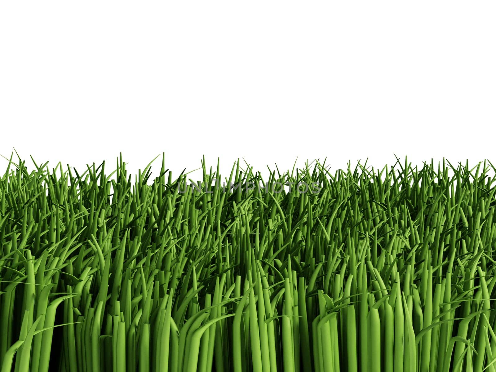 Grass isolated on white background.