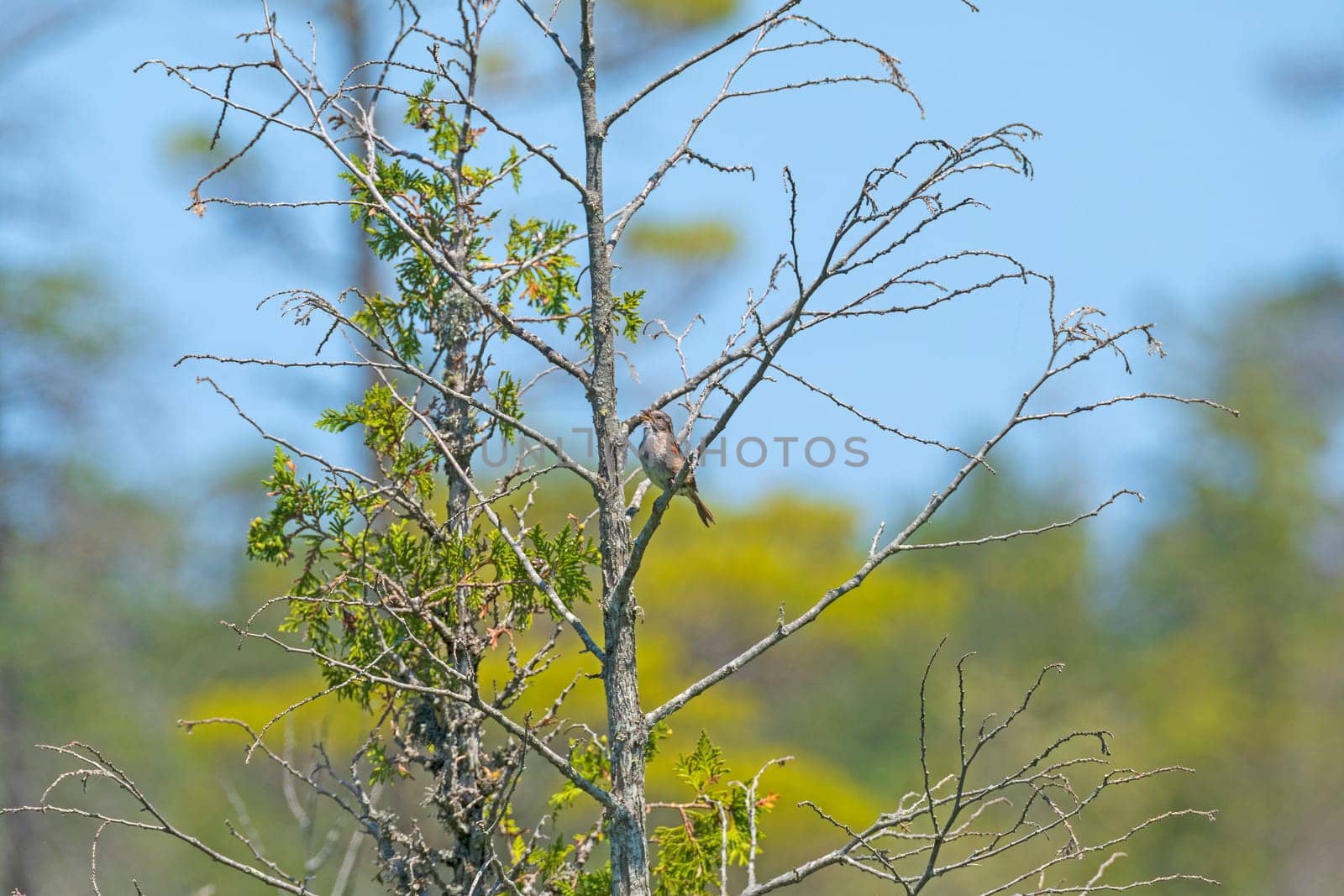 A Swamp Sparrow Singing in the Summer Sun in the Pictured Rocks National Lakeshore in Michigan