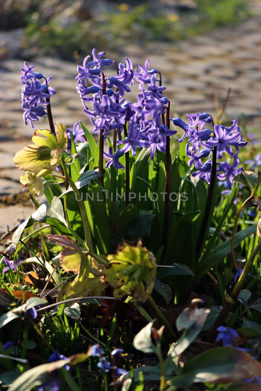 blaue Gartenhyazinthe (Hyacinthus orientalis) - blühende Pflanze