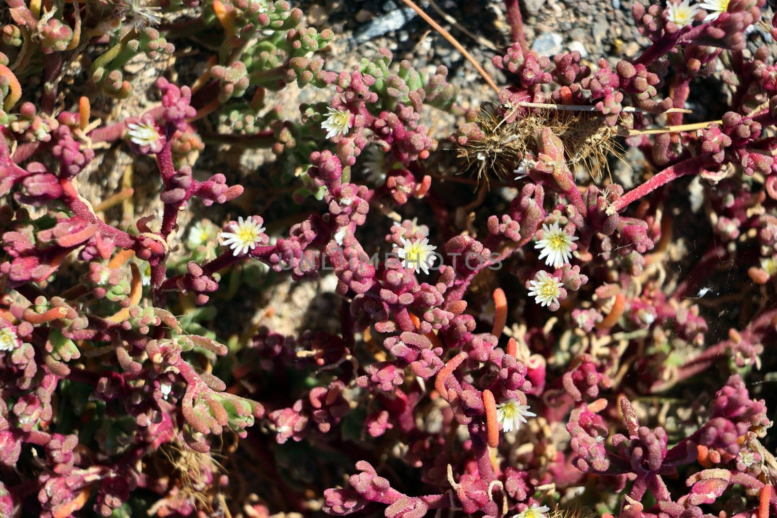 Salzpflanze Mesembryanthemum nodiflorum, Fuerteventura, Spanien, Morro Jable