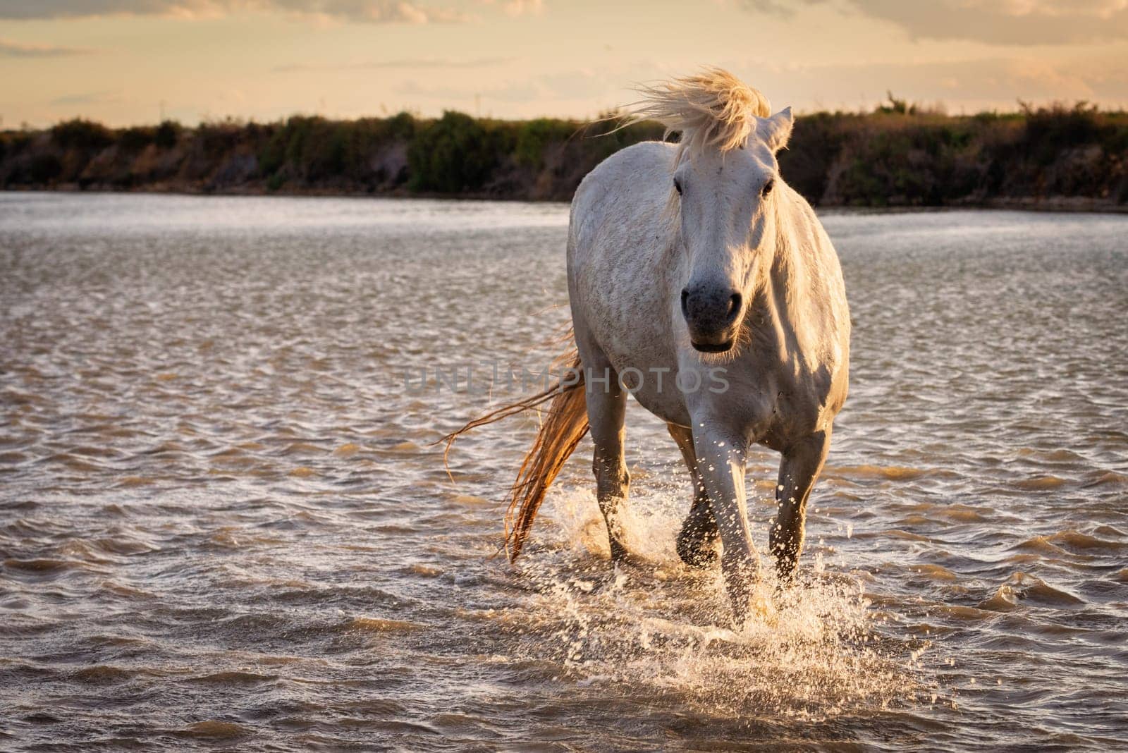 White horses are runing in the water  all over the sea in Camargue, France.