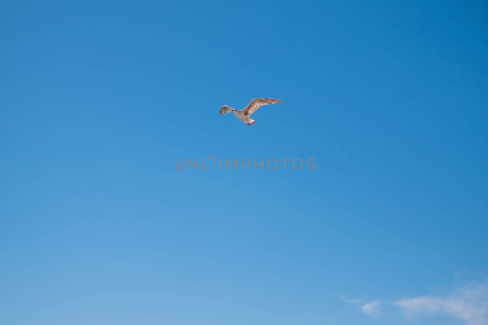 Seagull flying through vivid blue sky. Blue summer sky. No clouds.