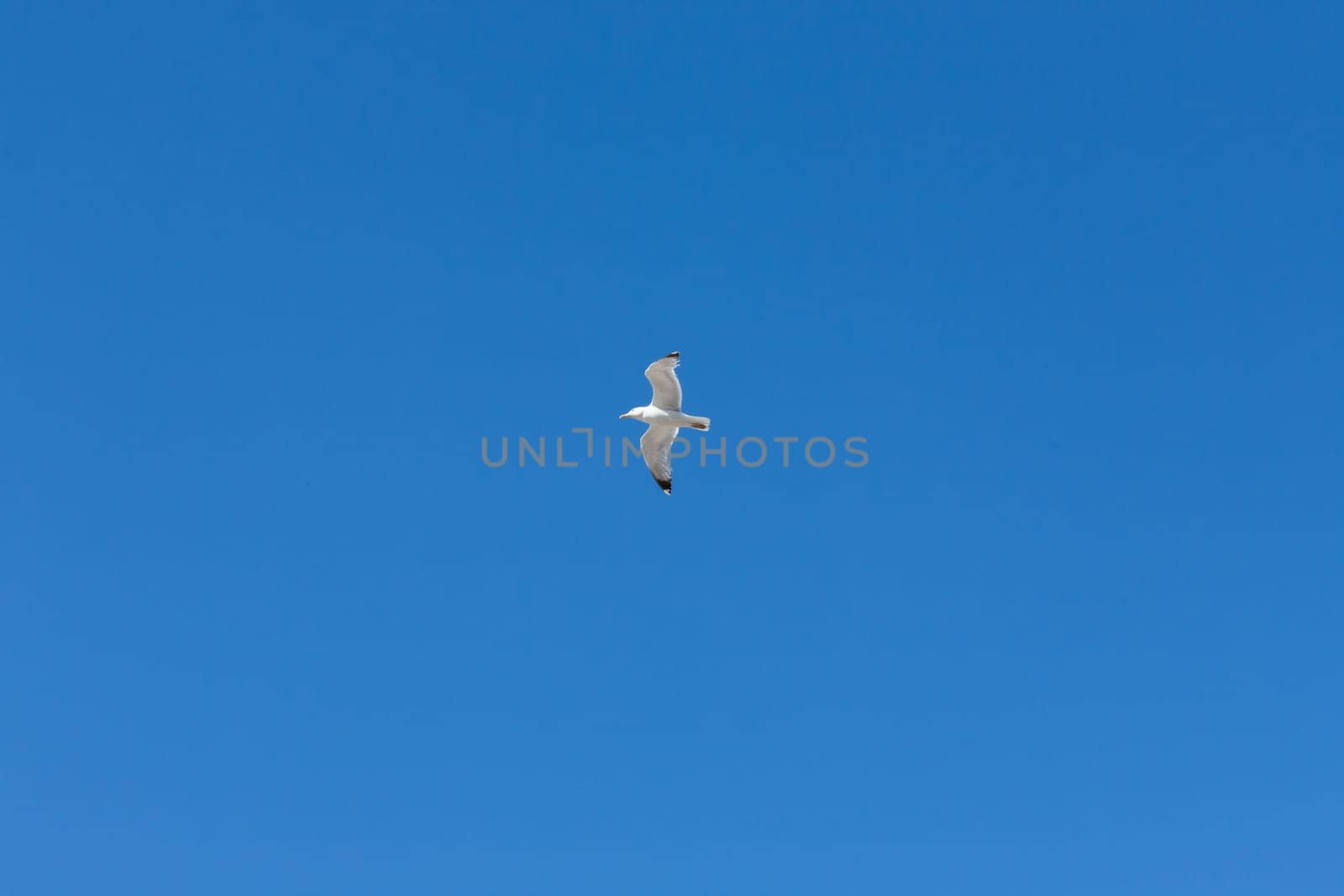 Seagull flying through vivid blue sky. Blue summer sky. No clouds.