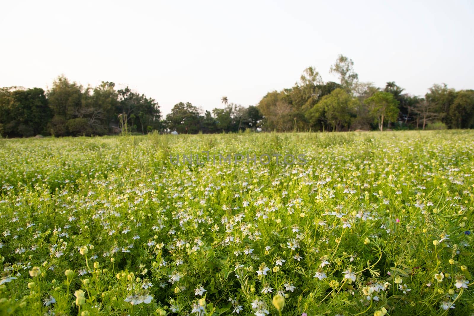 Beautiful Black Cumin Flowers Plantation In the field Natural Landscape view.