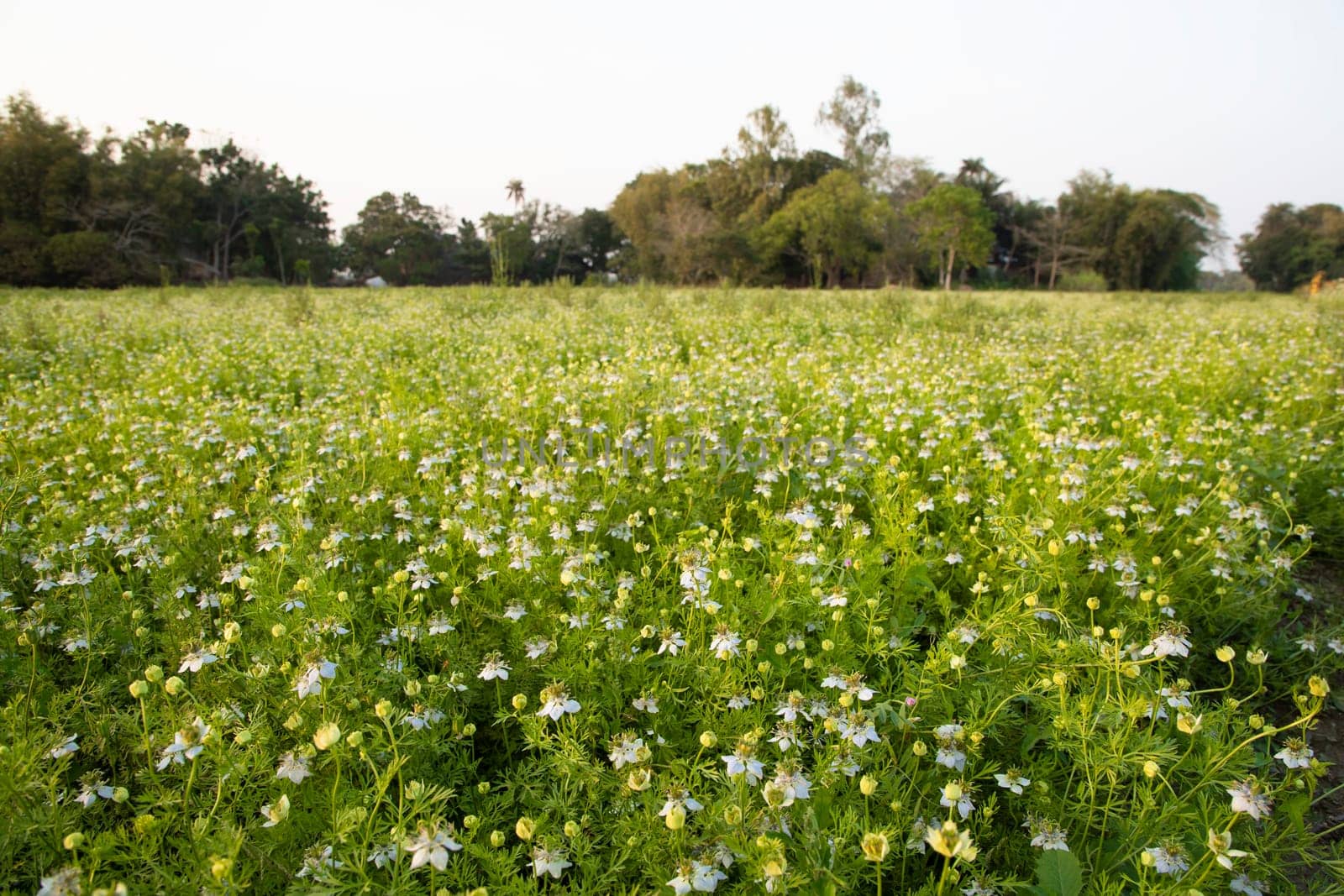 Beautiful Black Cumin Flowers Plantation In the field Natural Landscape view.