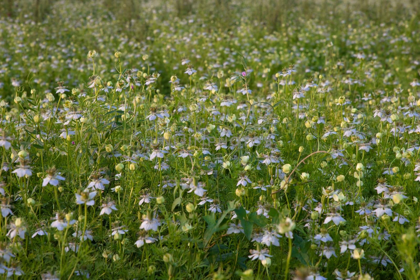 Close-up Focus Beautiful Black Cumin Flowers Plantation In the field Natural Landscape view.