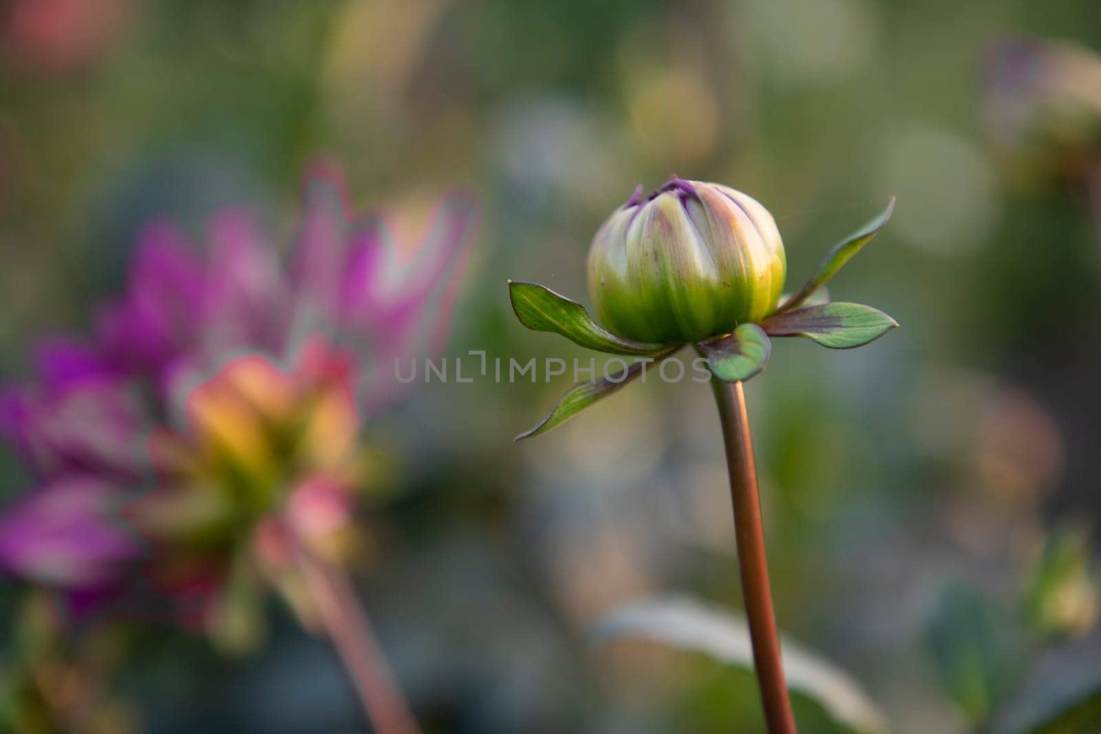 Beautiful Flower Bud with Blurry Background. Spring Dahlia Flower bud natural view