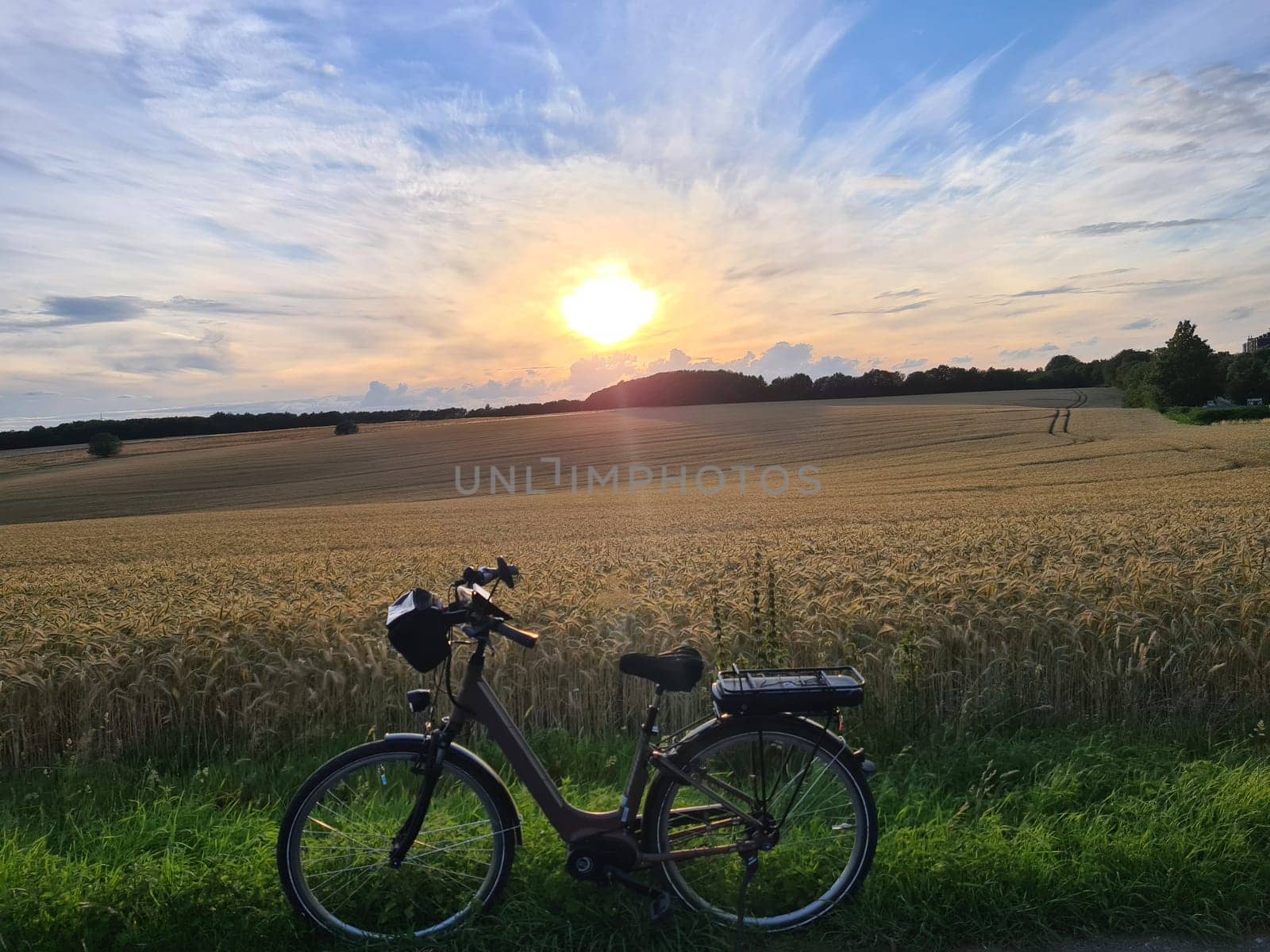 Sunset in a golden wheat field with bicycle
