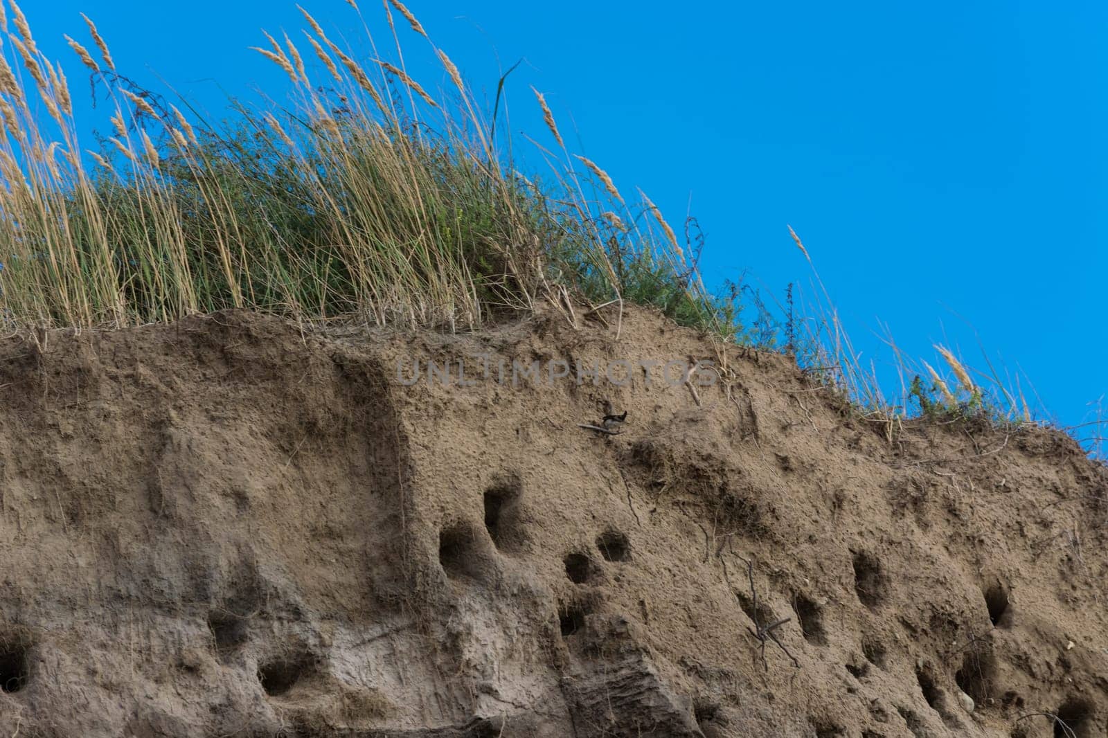Cliff of Ahrenshoop city on the Baltic Sea peninsula Darss in Germany in summer.