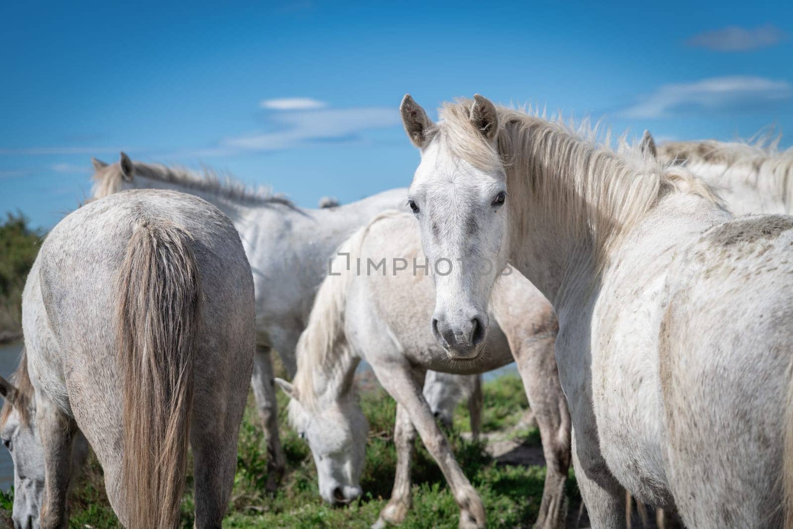 white horses in Camargue, France near Les salines, France