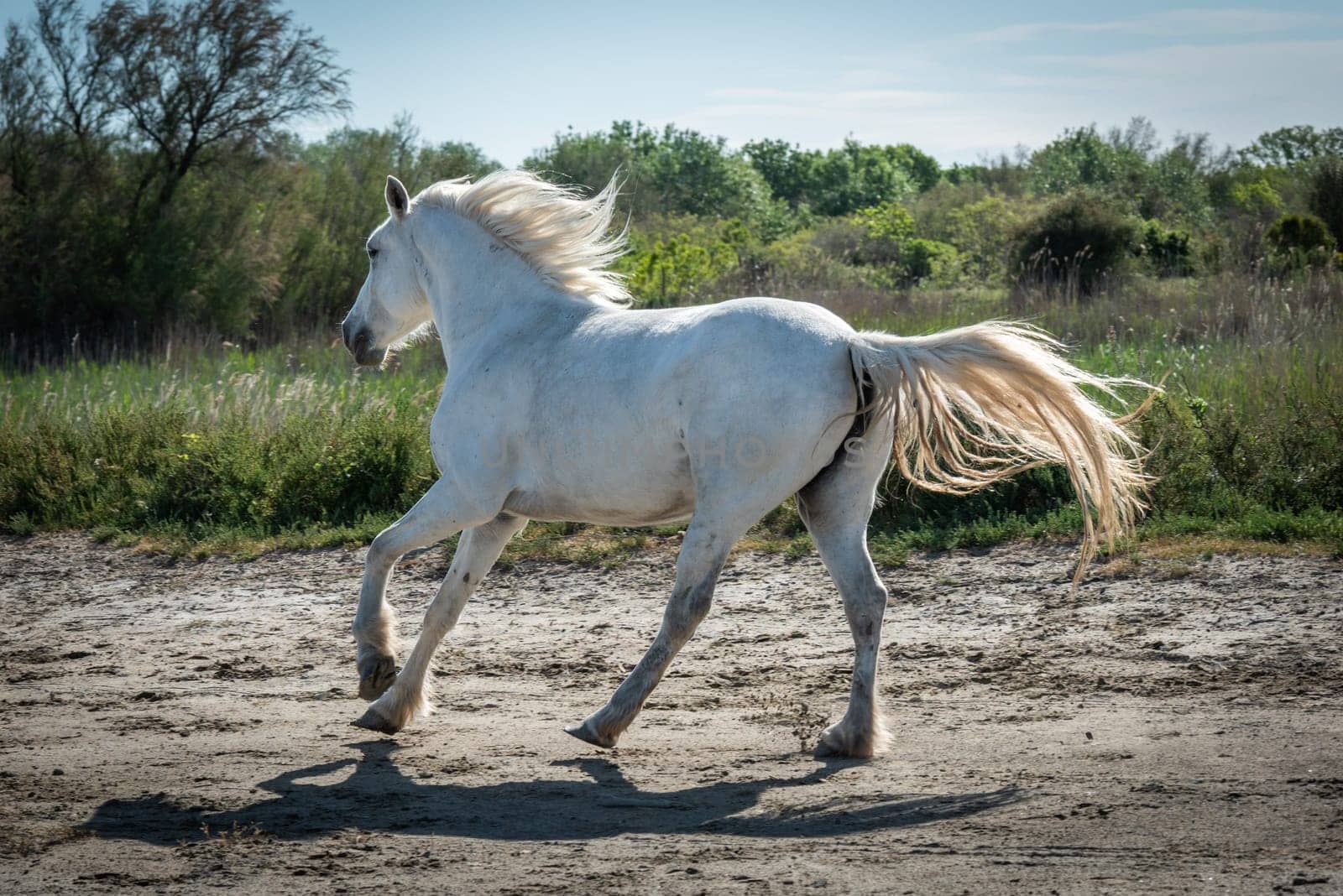 Camargue, France, April 27 2019 : White horses and two guardians are walking in the water all over in the swamp in Camargue, France.