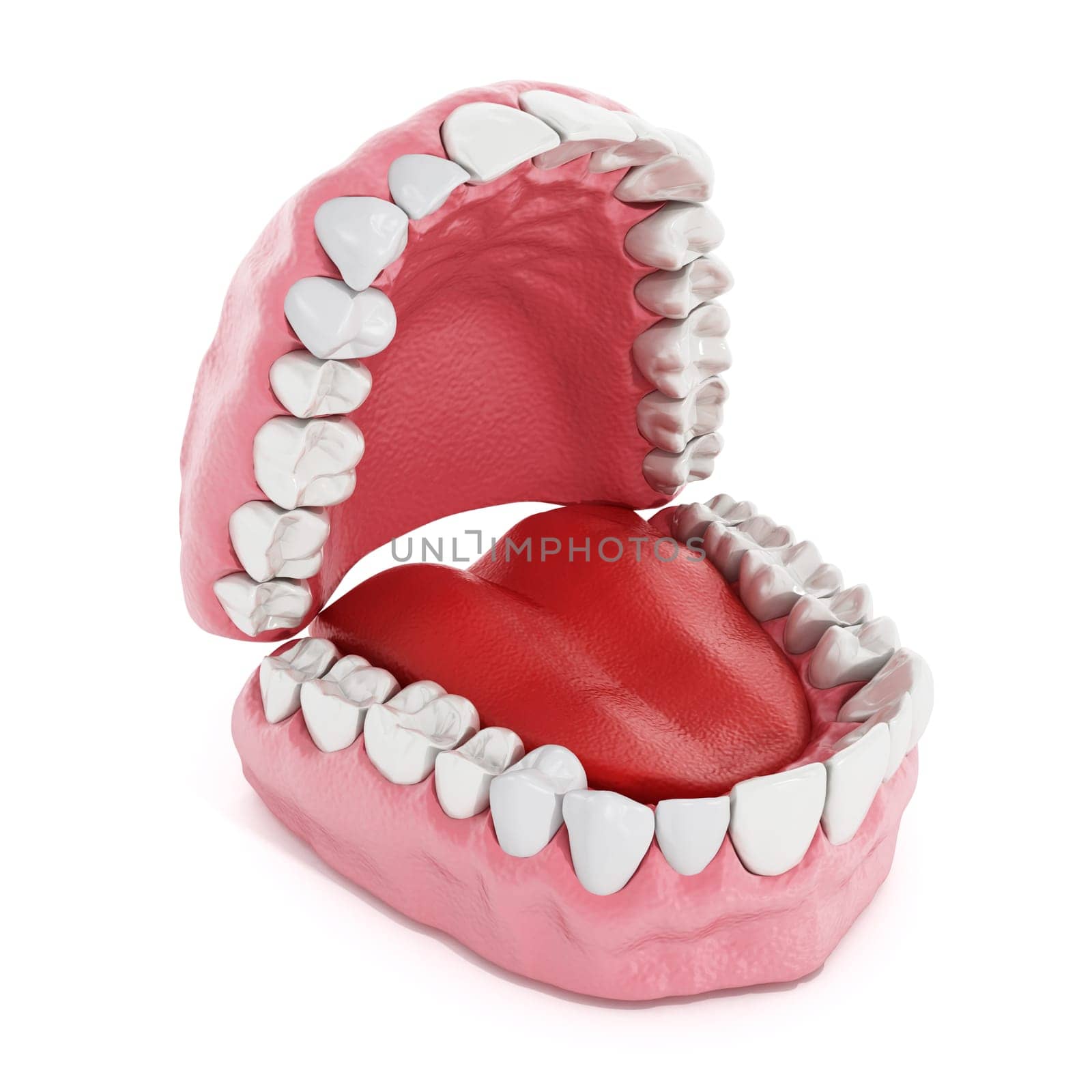 Artificial teeth and lung model isolated on white background. 3D illustration.