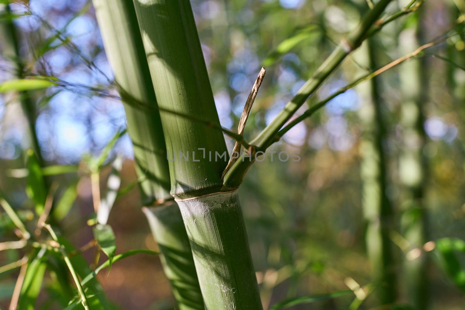 Stalk of a bamboo in a small bamboo forest in a garden in Germany