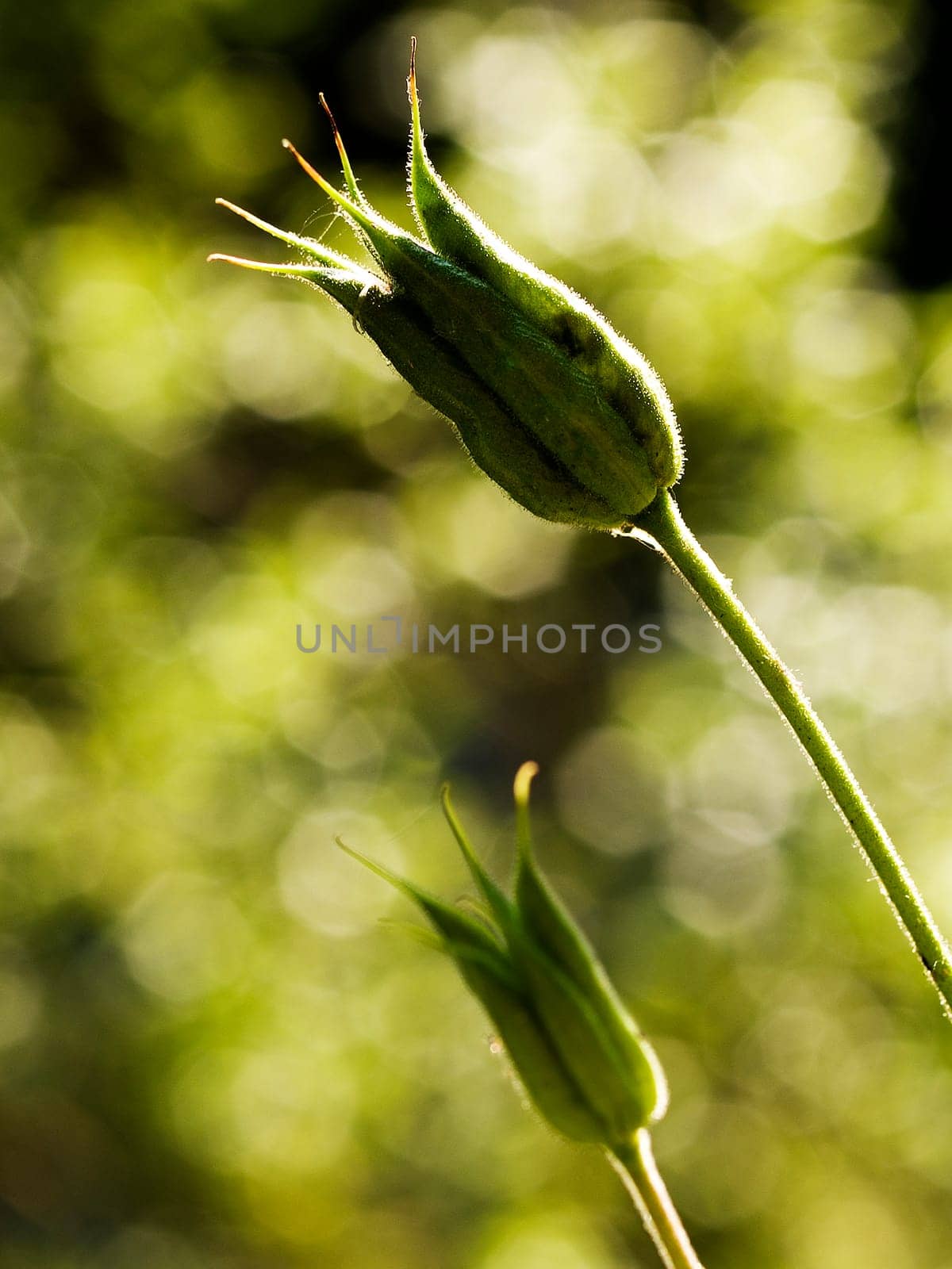 Bud