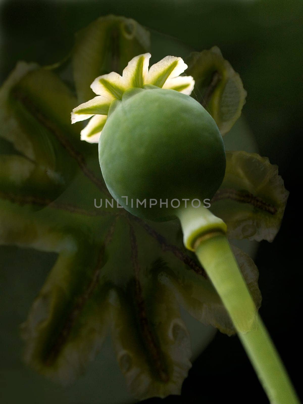 Poppy seed head