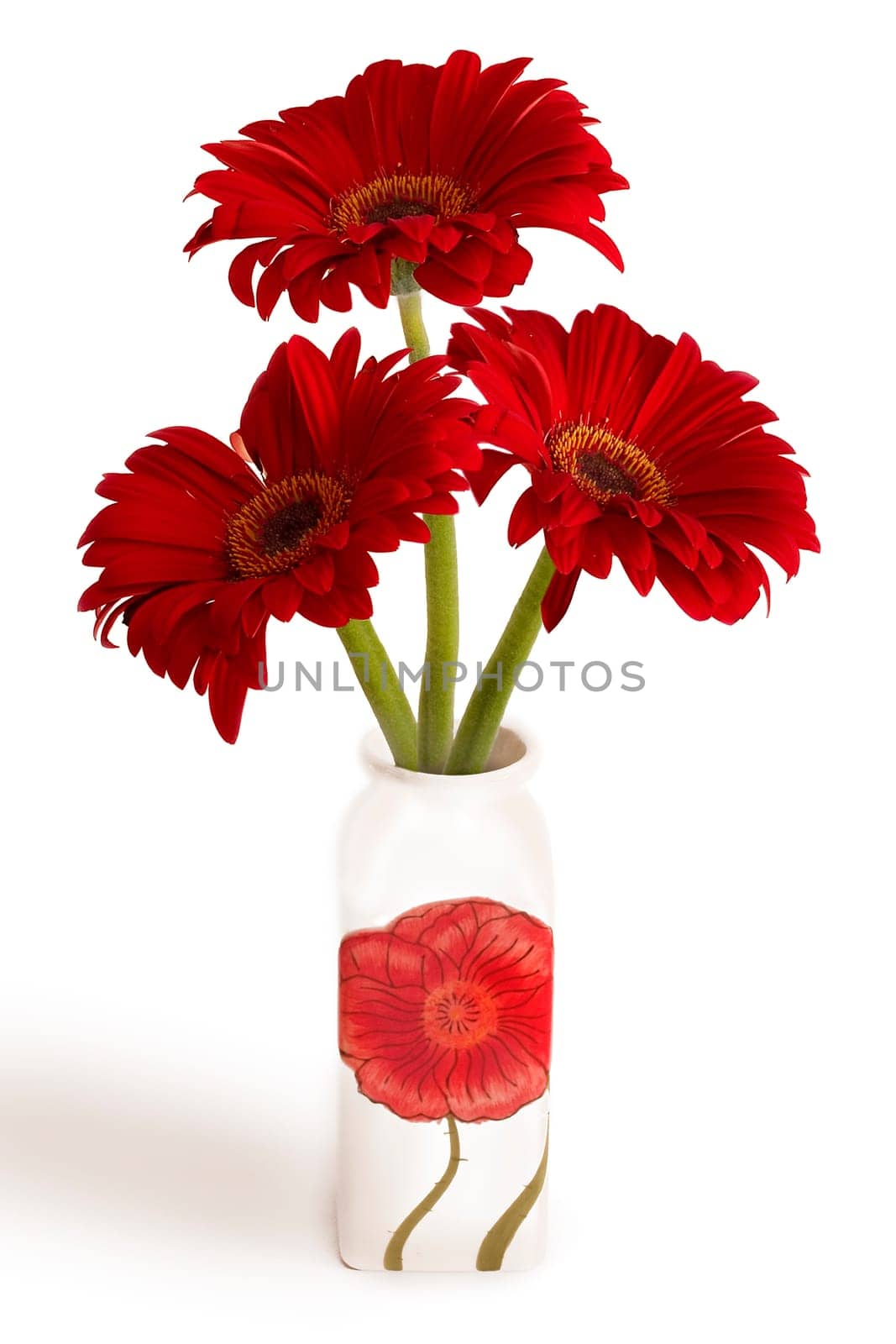 Gerbera I