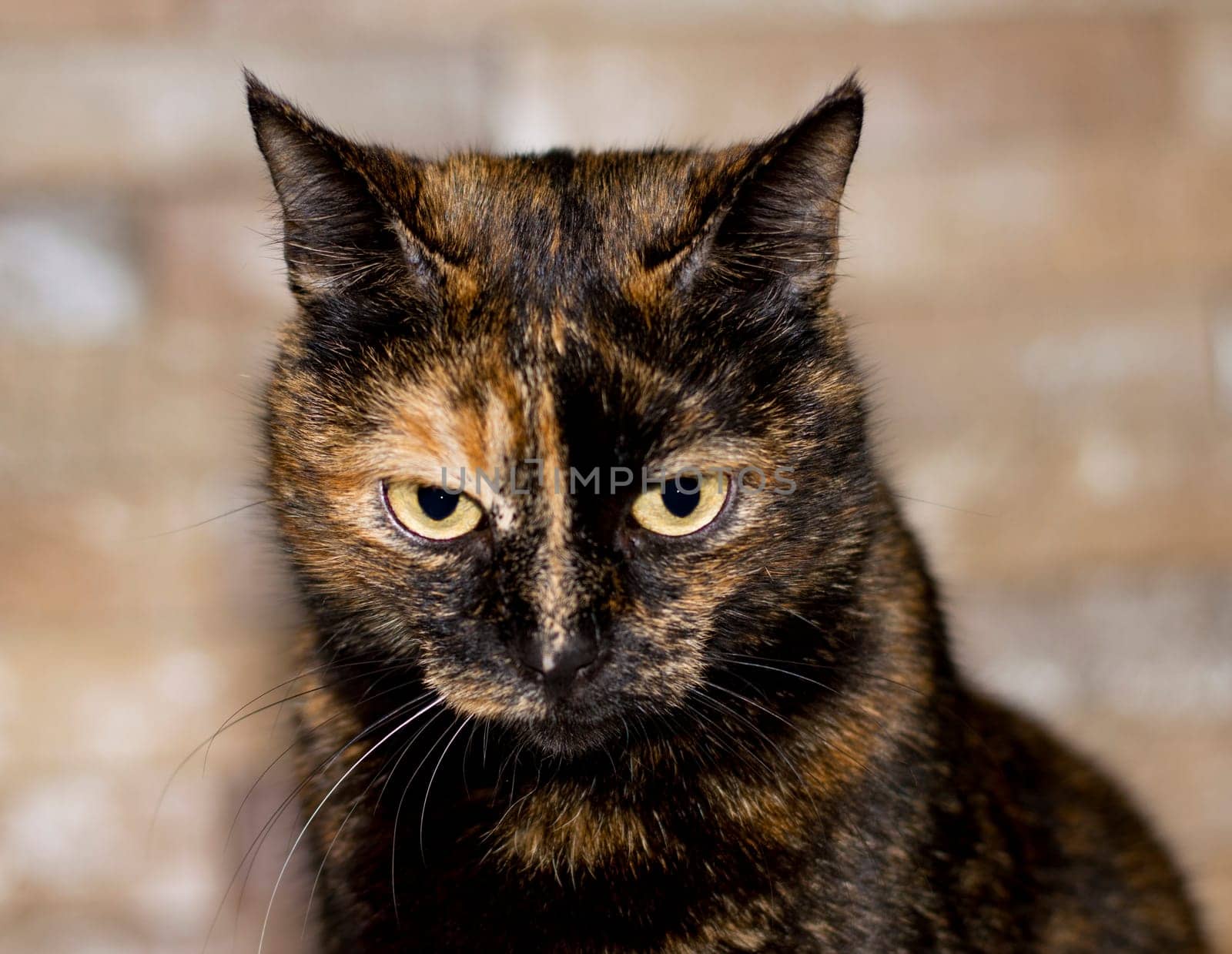 Portrait of a mottled tricolor mongrel cat, beautiful domestic cats