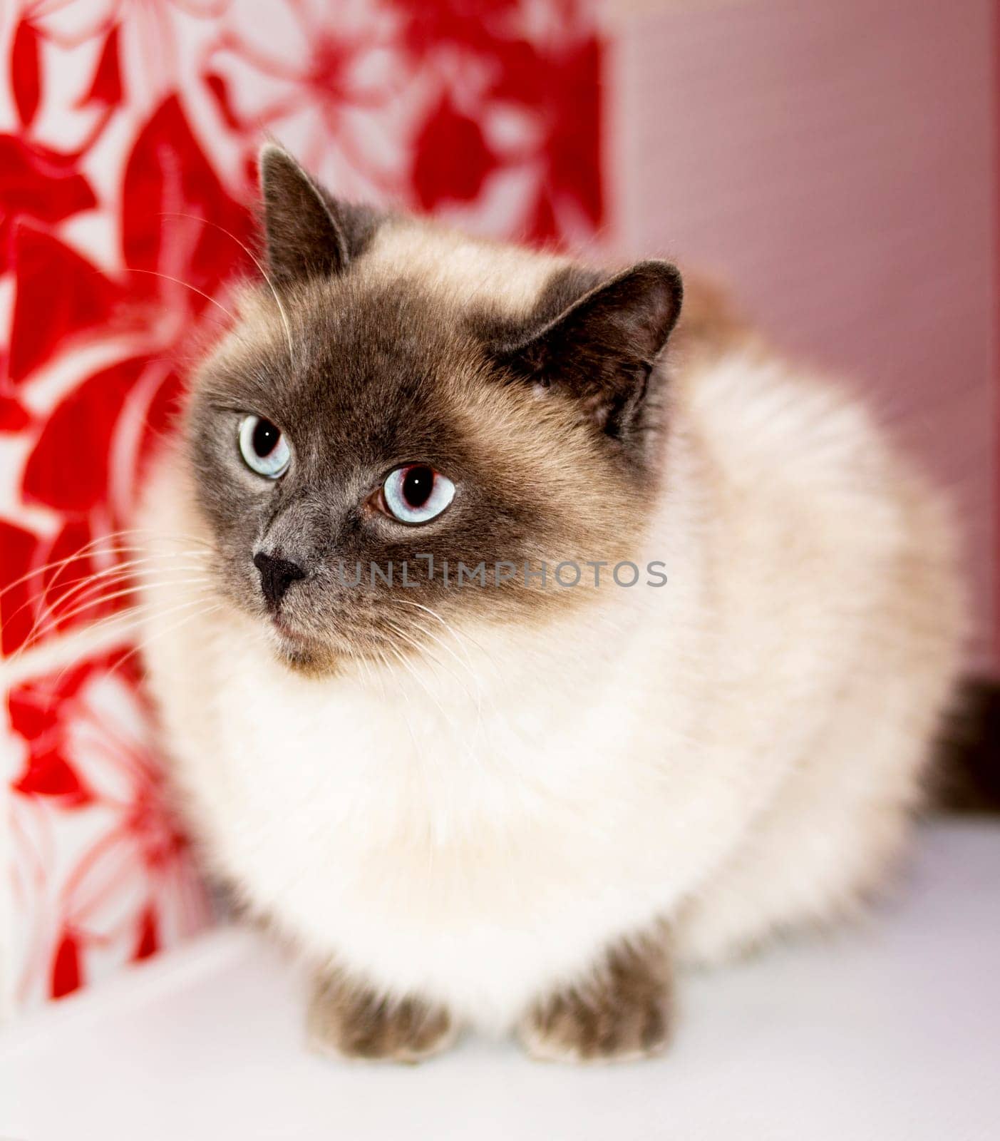 Scottish white color-point cat close-up, beautiful domestic cats