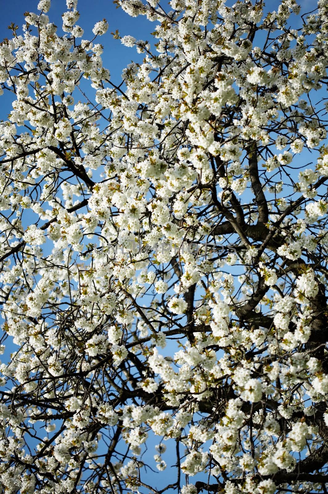 Frühlingsgruss II.