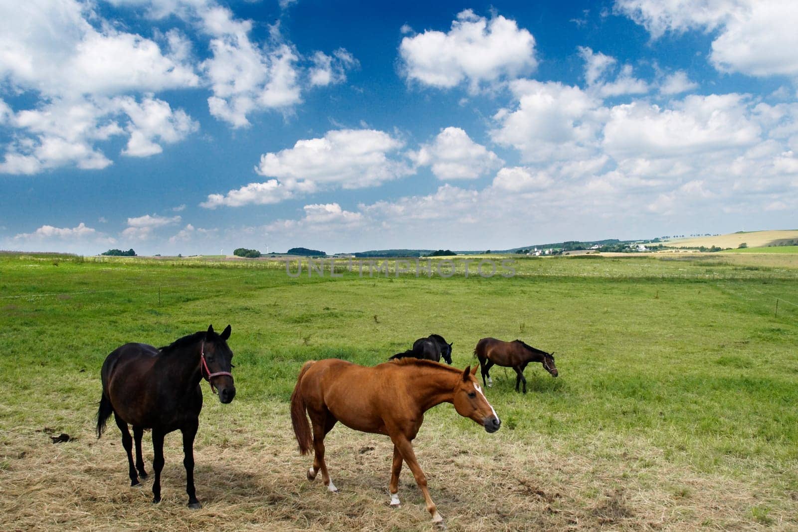 Outdoor horses