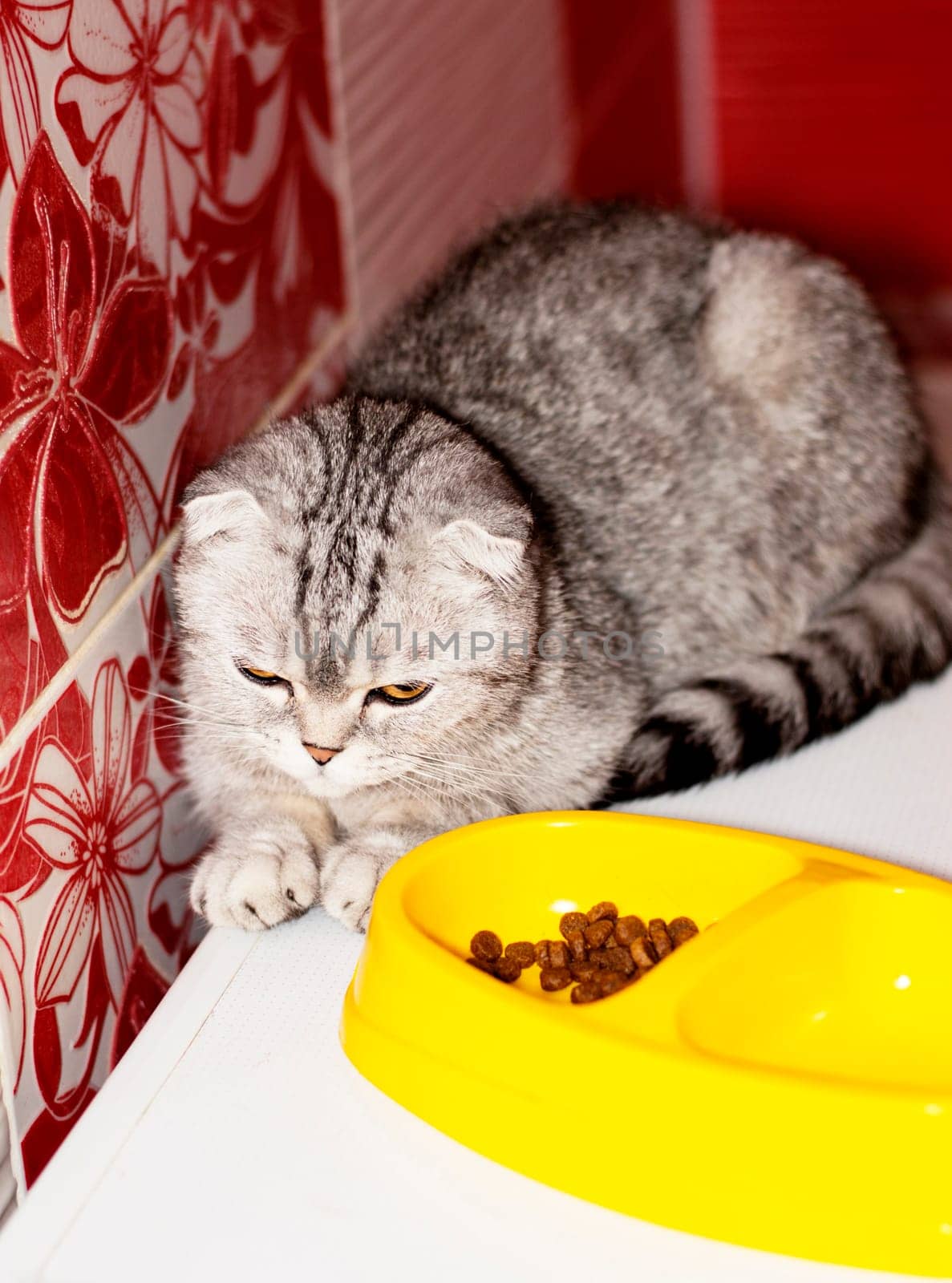 Scottish fold grey cat next to a bowl of food , beautiful purebred domestic cats, cat eating, cat in the house