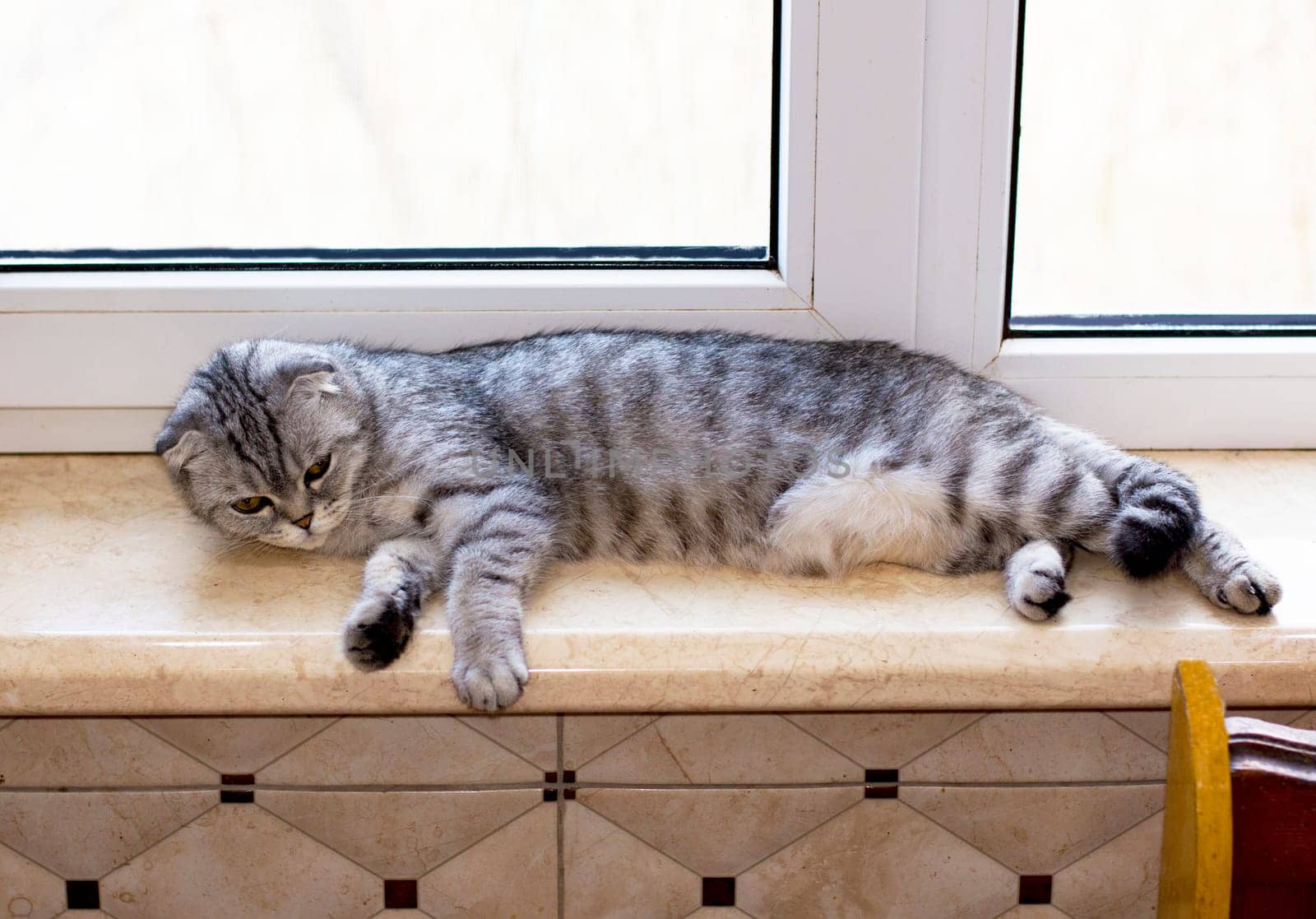 fold tabby gray Scottish cat is lying on the windowsill, beautiful purebred domestic cats, a cat in the house, a cat in the kitchen