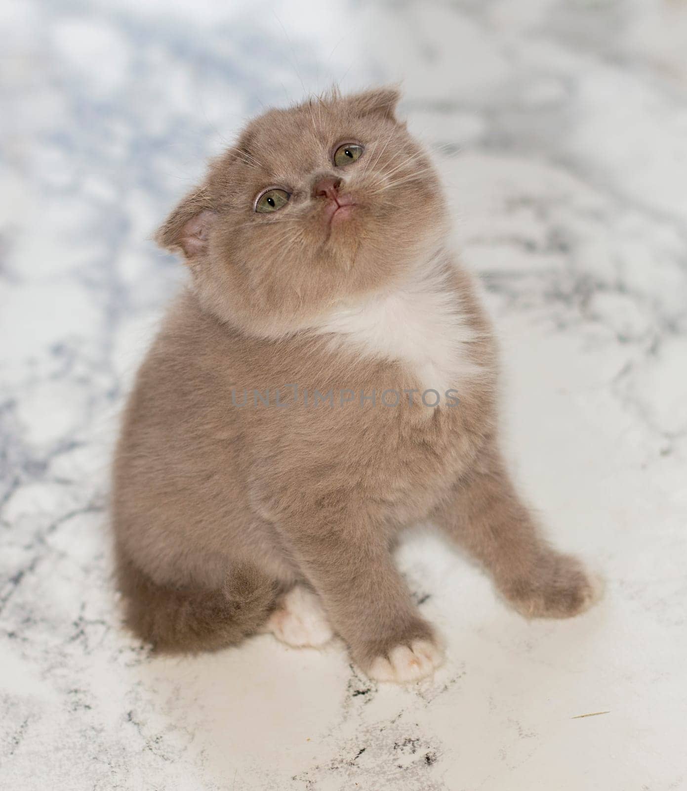 close-up Scottish lilac kitten sitting on a marble background, beautiful purebred kittens, kittens in the house, pets, pets