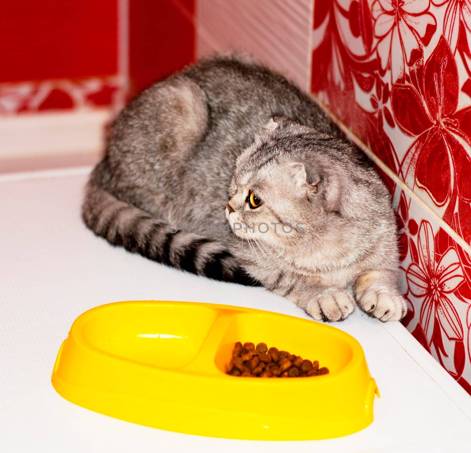 tabby cat next to a bowl of food, beautiful purebred domestic cats, a cat eats, a cat in the house