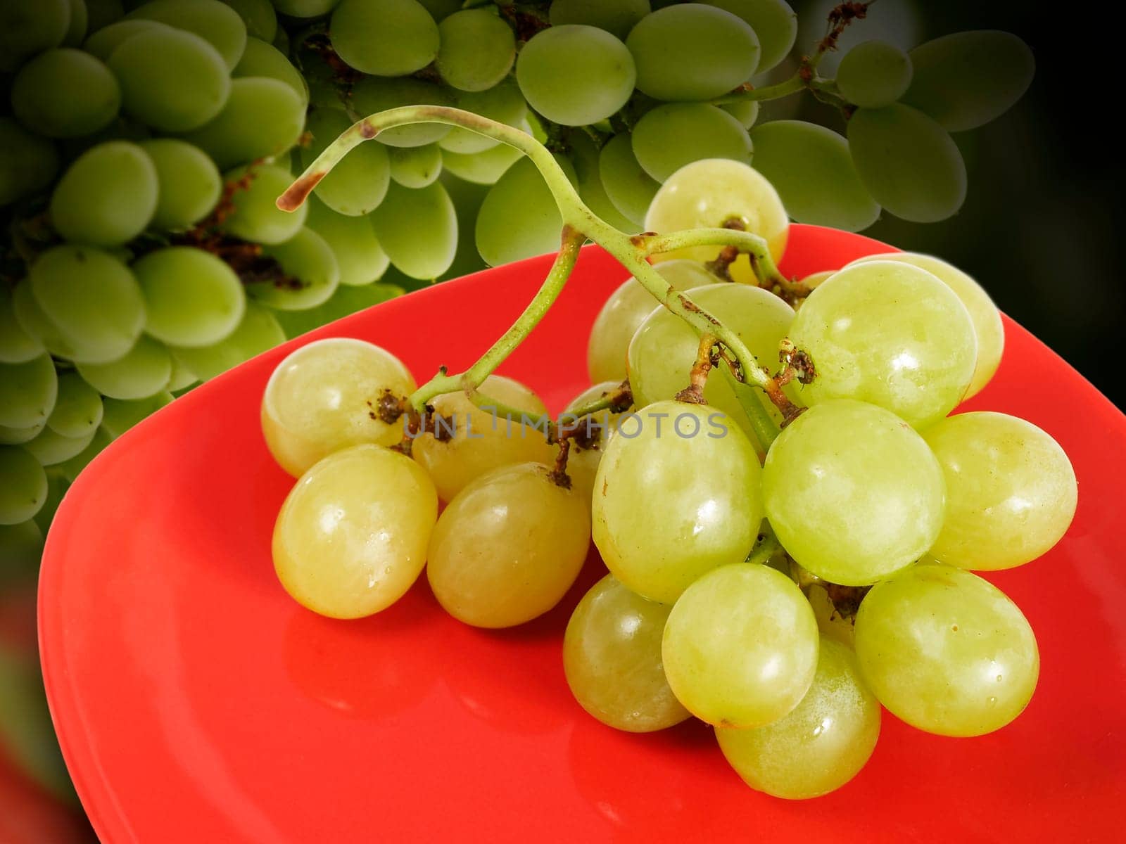 Grape